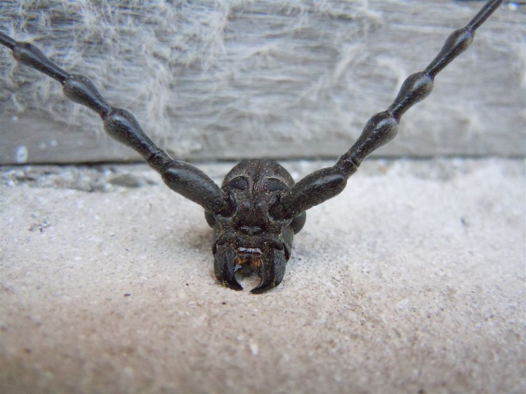 Enorme Cerambycidae - Cerambyx welensii